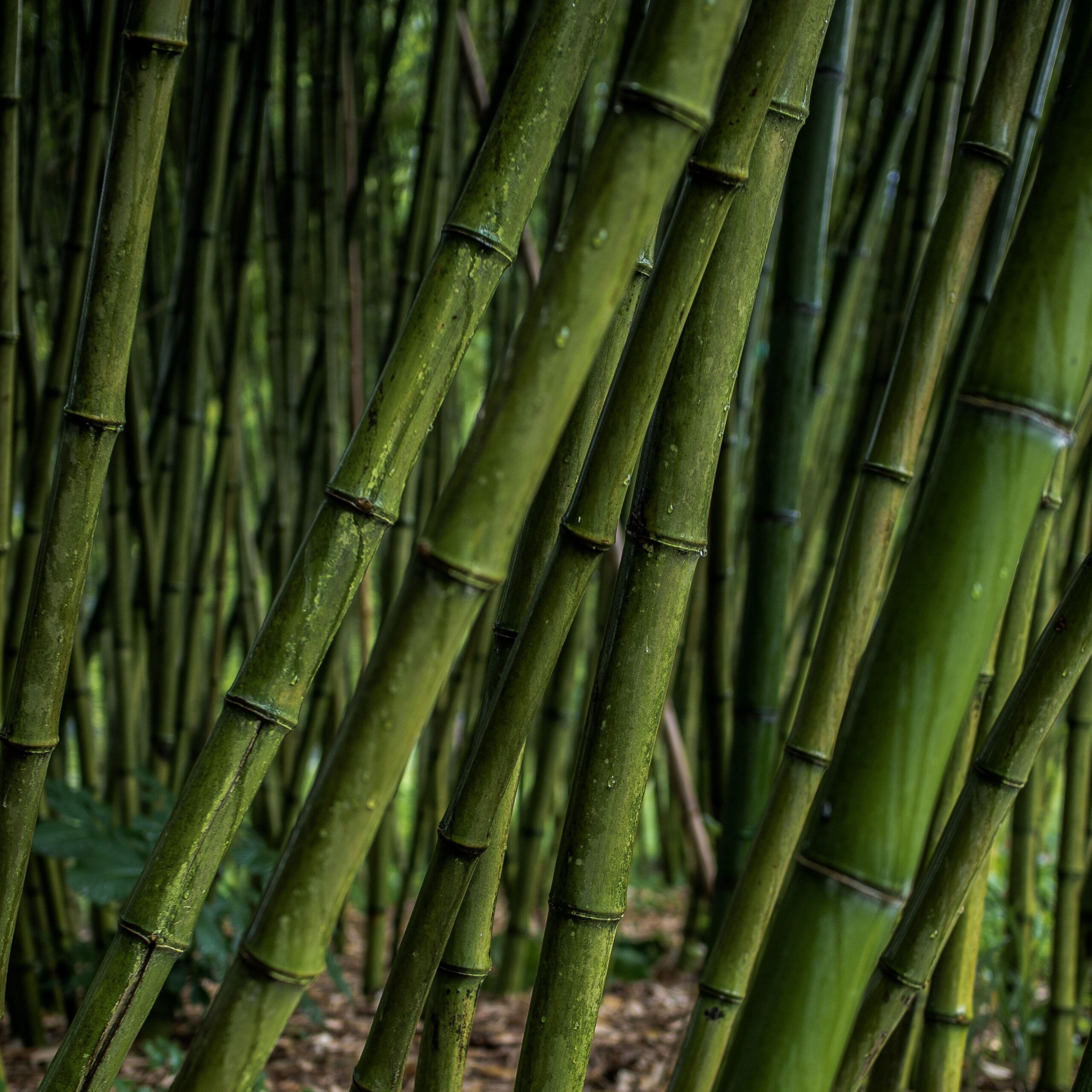 Bambusbäume - Symbol der Resilienz